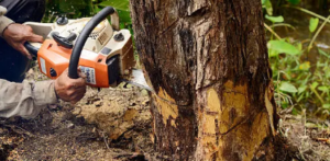 tree removal fee