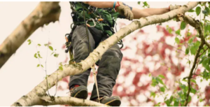 arborist near me